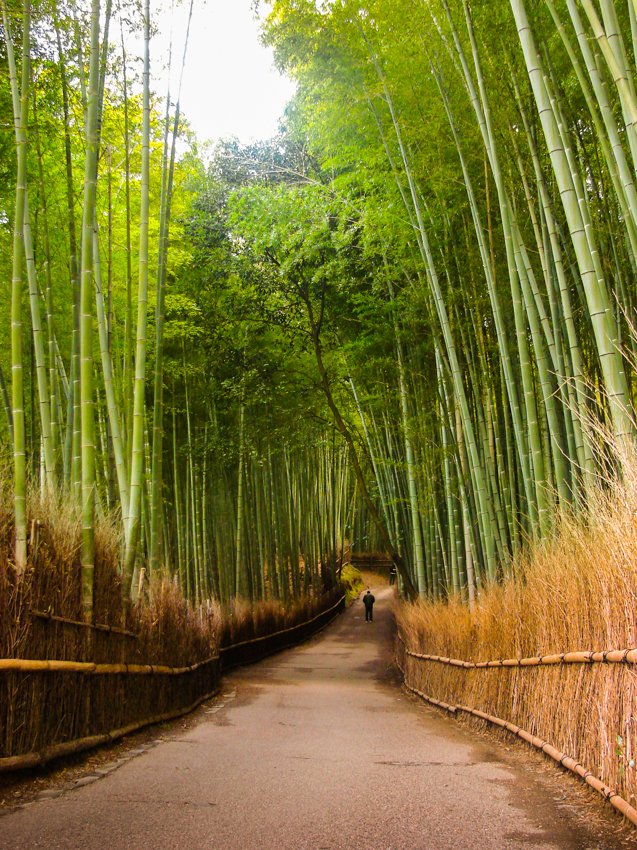 bamboo forest, Kyoto