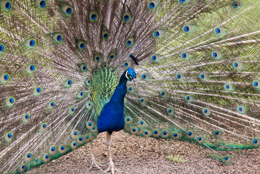 Hawaiian peacock