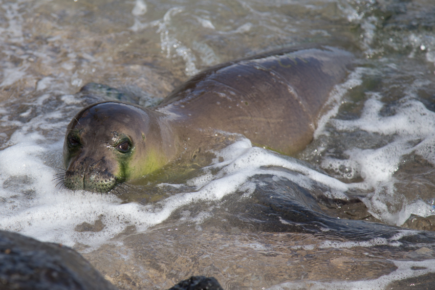 Young monk seal