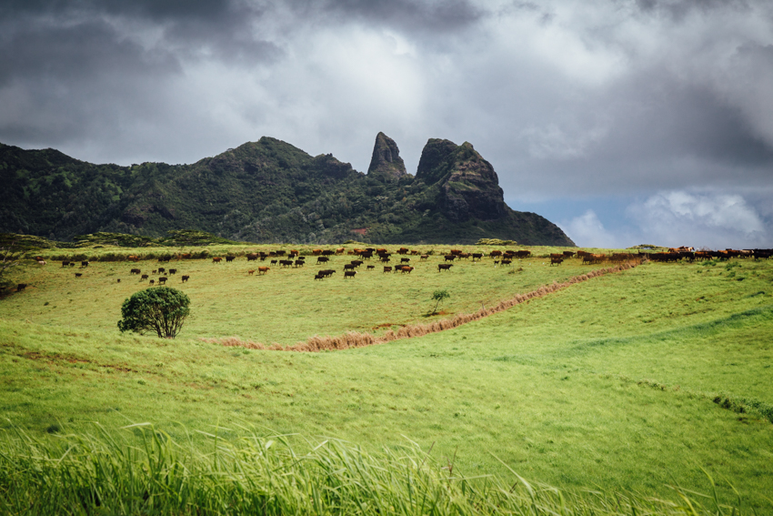Kauai cattle herding